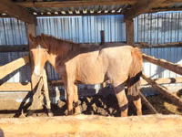 Yegua, Horse breed — foto 3