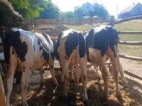Bou, Rasa Holstein — foto 4