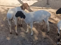 公羊, Sheep — 照片 3