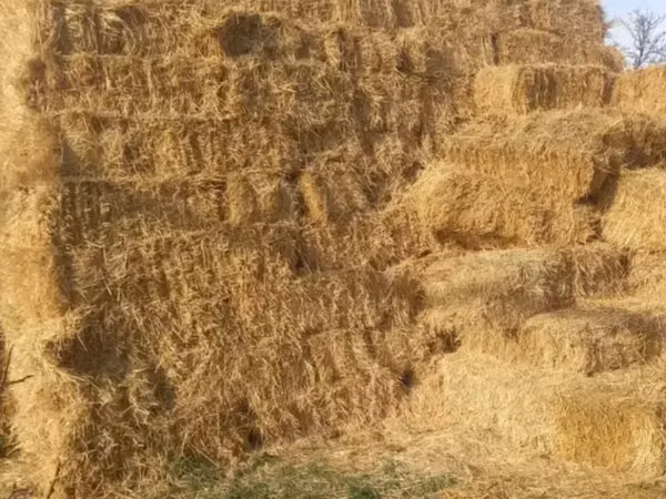 Սալոմ ցորենի, սալոմ