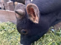 Taureau, Swiss cattle — photo 1