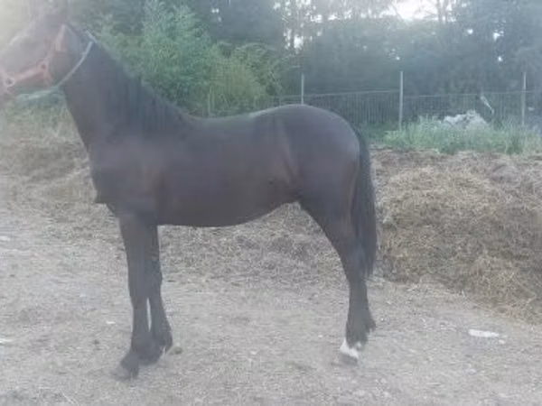 Hengst, Friesian