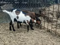 Țap, Alpine goat — foto 6