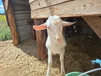 Billy Goat, Goats — photo 1