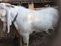 公山羊, Gulabi goats — 照片 8