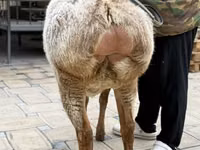 Oaie, Arashan sheep — foto 6