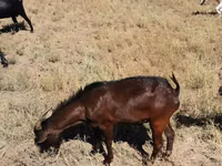 Cabro, Nubian Goat — foto 3