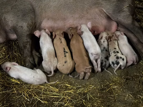 Eber, Schweine — Republik Moldau