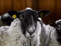 Widder, Romanov sheep — Foto 4