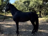 घोड़े (लॉट, लिंग निर्दिष्ट नहीं), American shetland pony — फ़ोटो 7