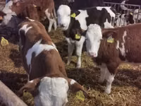 公牛, Simmental cattle — 照片 3