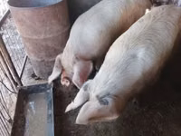 Vier, Porci — foto 2