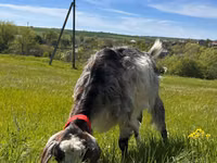 Capră, Nubian Goat — foto 2