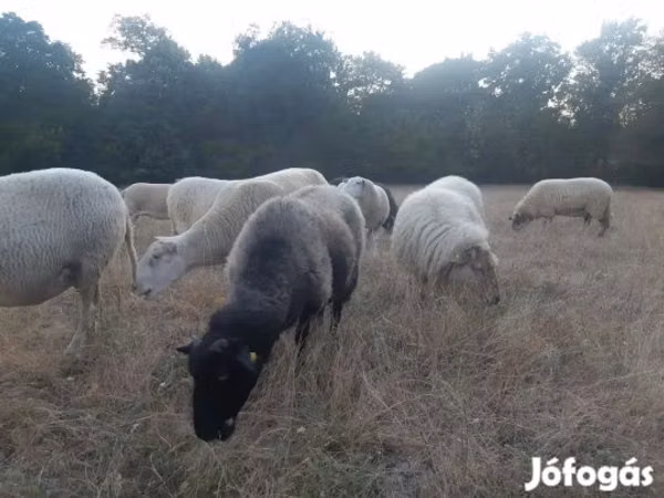 母羊, Sheep
