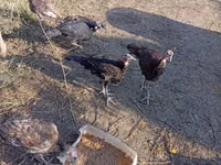 Turkeys — foto 1