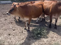 Vacă, Rasa Jersey — foto 2