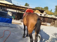 Hengst, Thoroughbred horse — Foto 6