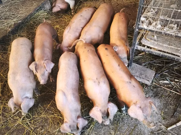 Vier, Porci