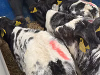 Bovins (lot, sexe non indiqué), Simmental cattle — photo 4