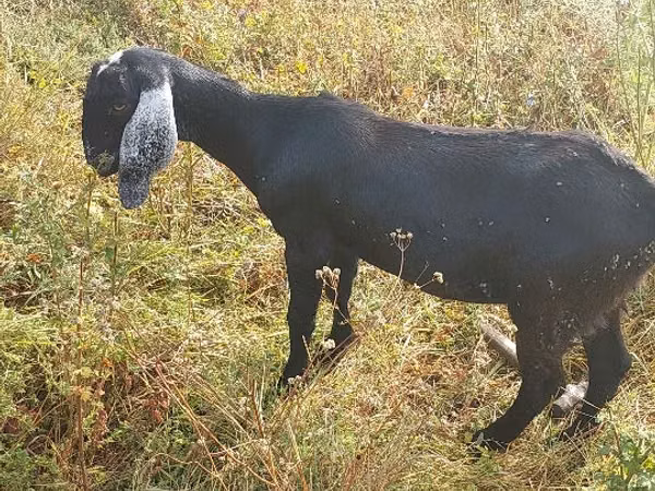 Cabra, Nubian Goat — Moldávia