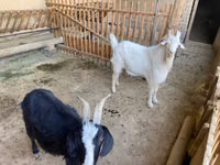Capră, Capre — foto 4