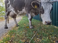 İnək, Simmental cattle — foto 1