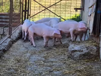 Eber, Schweine — Foto 2