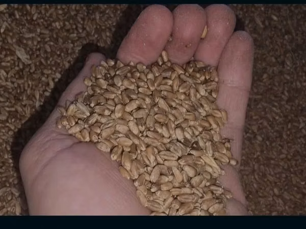 Vînd 500 kg de grîu