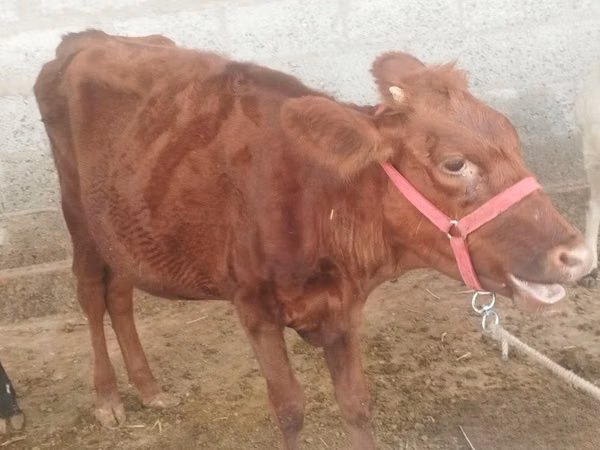 Sigir, Red Estonian cattle