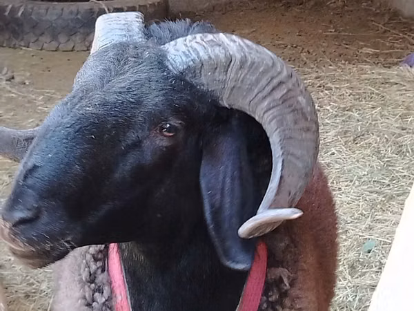 公羊, Blackheaded Persian sheep