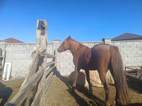 Yegua, Kazakh horse