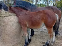 公马, Horses — 照片 3