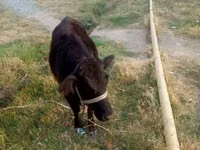 Cow, Cattle — photo 2
