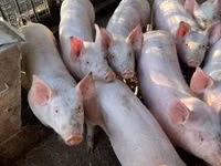 母猪, Pigs — 照片 2