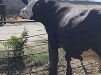 Vaca, Russian Black pied cattle — foto 8