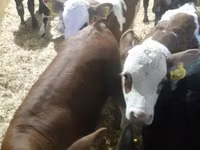 أبقار (دفعة، الجنس غير محدد), Simmental cattle — الصورة 3