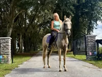 حصان, Quarter Horse — الصورة 6