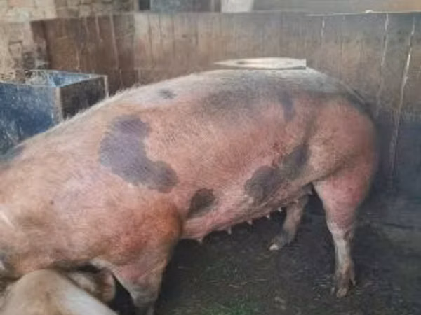 Boar, 