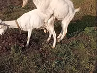 Țap, Saanen goat — foto 4
