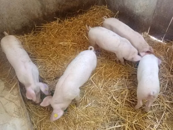 Säue, Schweine