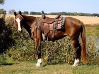 Iapă, Rocky Mountain Horse — foto 4