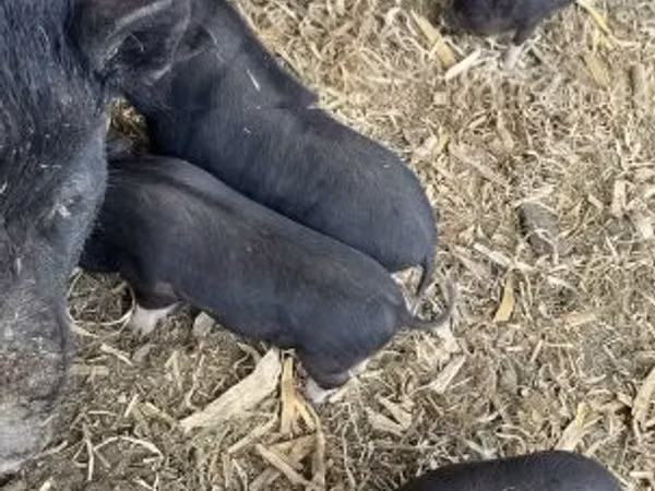 Säue, Schweine