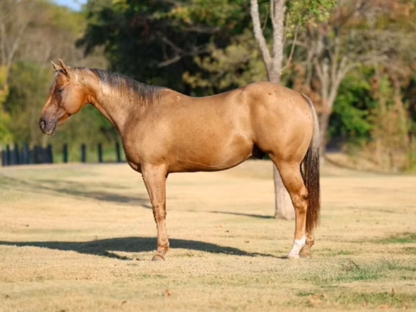 Cal, Quarter Horse