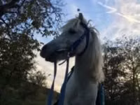 公马, Shetland Pony — 照片 6