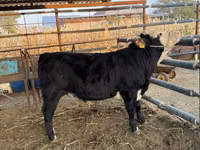 Bou, Simmental cattle — foto 3