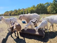 Goats (batch, sex not specified), Goats — photo 1