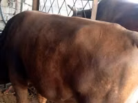 公牛, Cattle — 照片 1
