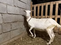 Capră, Saanen goat — foto 1