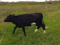 Kuh, Russian Black pied cattle — Foto 2