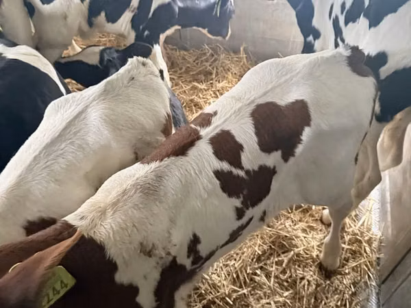 Buqa, Simmental cattle